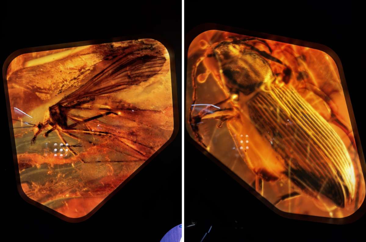 Close-up of Baltic amber pieces with preserved prehistoric insects at the Amber Museum in Gdańsk, Poland, photo by Next Level of Travel