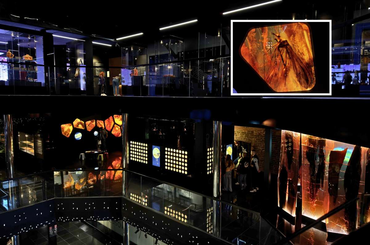 Amber Museum exhibition with fossilized insects in amber, Gdansk, Poland, photo by Next Level of Travel