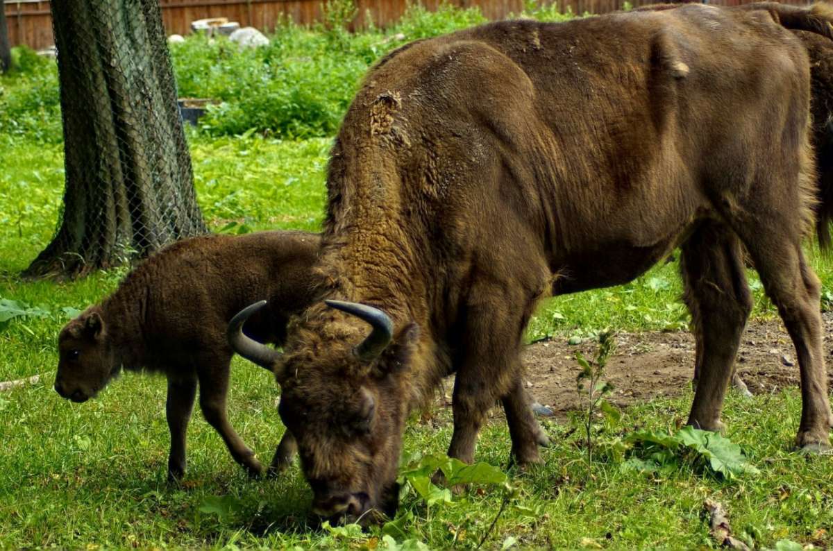 European bison with calf grazing in Białowieża Forest National Park, Poland