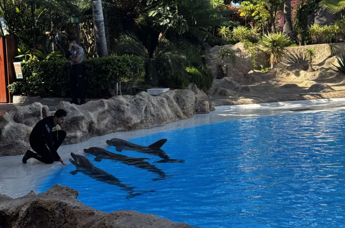 a photo of a guide plaing with doplhins in Loro Pargue, Tenerife, Spain, photo by Next Level of Travel