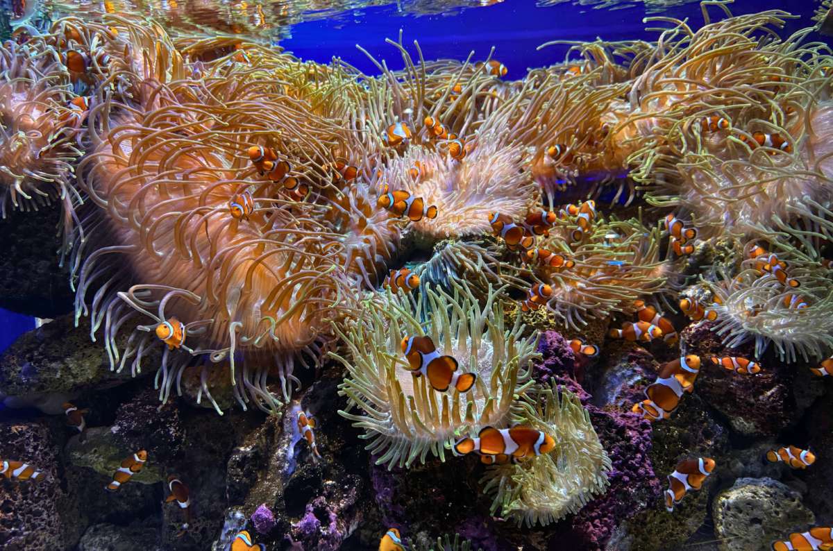 Clownfish swimming among coral reef in Loro Parque, Spain, photo by Next Level of Travel