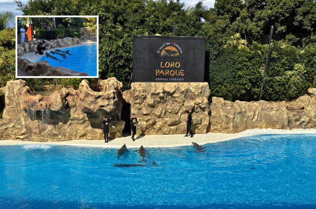 Dolphin show with trainers and dolphins performing in a large pool at Loro Parque, Puerto de la Cruz, Tenerife, Spain, photo by Next Level of Travel
