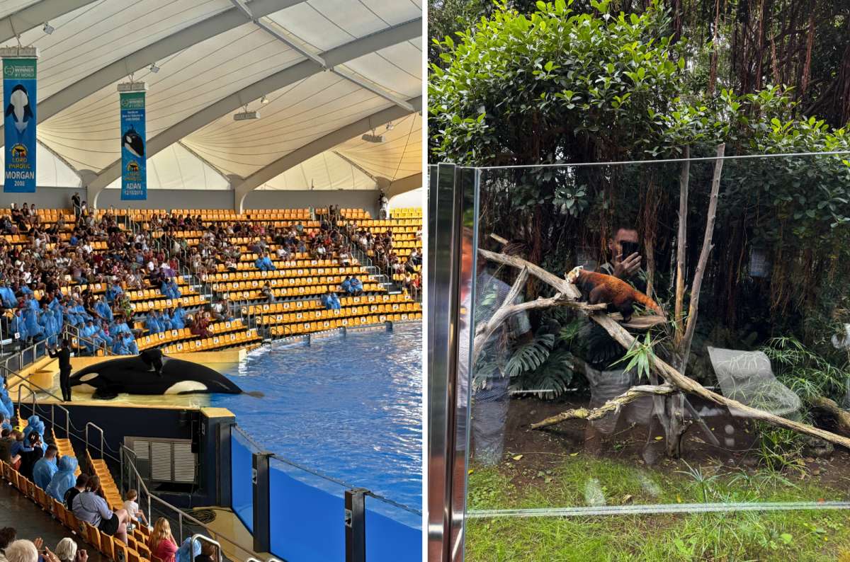 Orca show arena and red panda enclosure at Loro Parque, Puerto de la Cruz, Tenerife, Spain, photo by Next Level of Travel