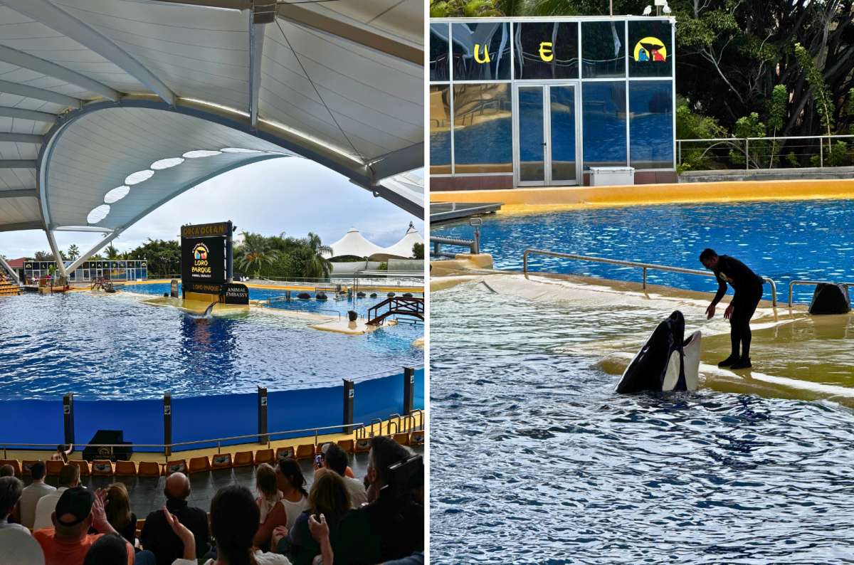 Orca show arena with killer whale and trainer performing at Loro Parque, Puerto de la Cruz, Tenerife, Spain, photo by Next Level of Travel