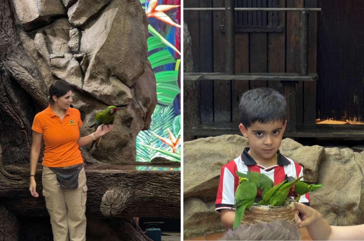 Parrot show with trainer and child interacting with colorful parrots at Loro Parque, Puerto de la Cruz, Tenerife, Spain, photo by Next Level of Travel