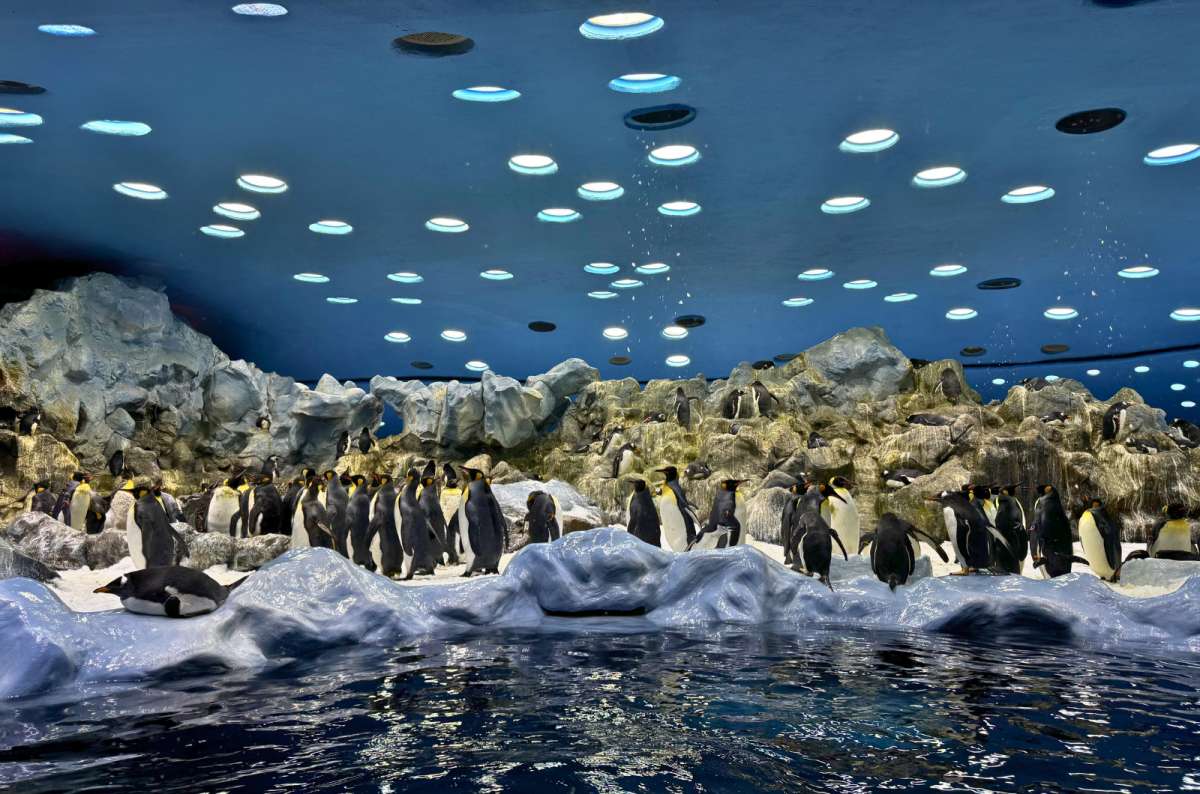 Penguin habitat with king penguins on ice and water at Planet Penguin in Loro Parque, Spain, photo by Next Level of Travel