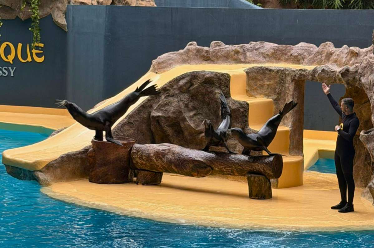 Sea lion show with trainer and performing sea lions at Loro Parque, Puerto de la Cruz, Tenerife, Spain