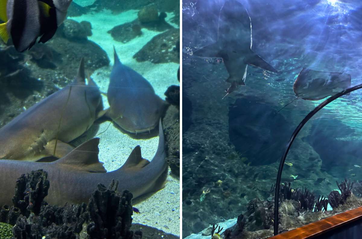Sharks and rays swimming in aquarium tunnel at Loro Parque, Puerto de la Cruz, Tenerife, Spain, photo by Next Level of Travel