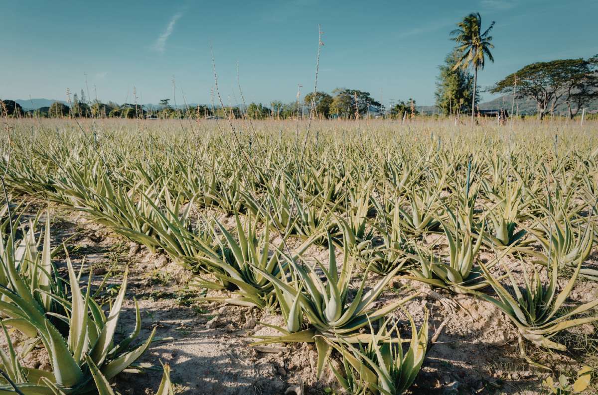 a photo from the Finca de Aloe Vera near Maspalomas, Canary Islands