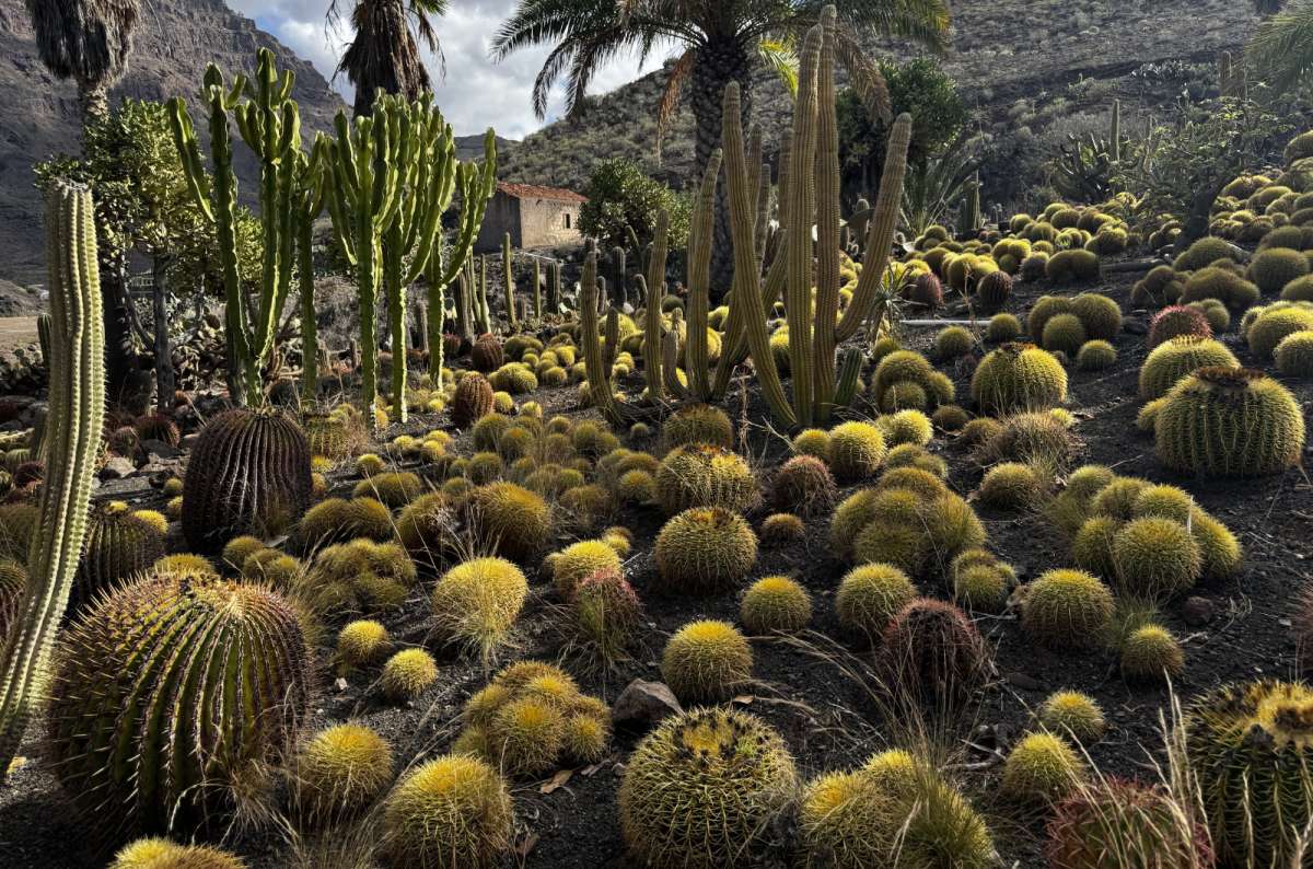 a photo of a wide variety of cacti growing, full of bright yellow and green colors, Cactualdea, Canary Islands, photo by Next Level of Travel