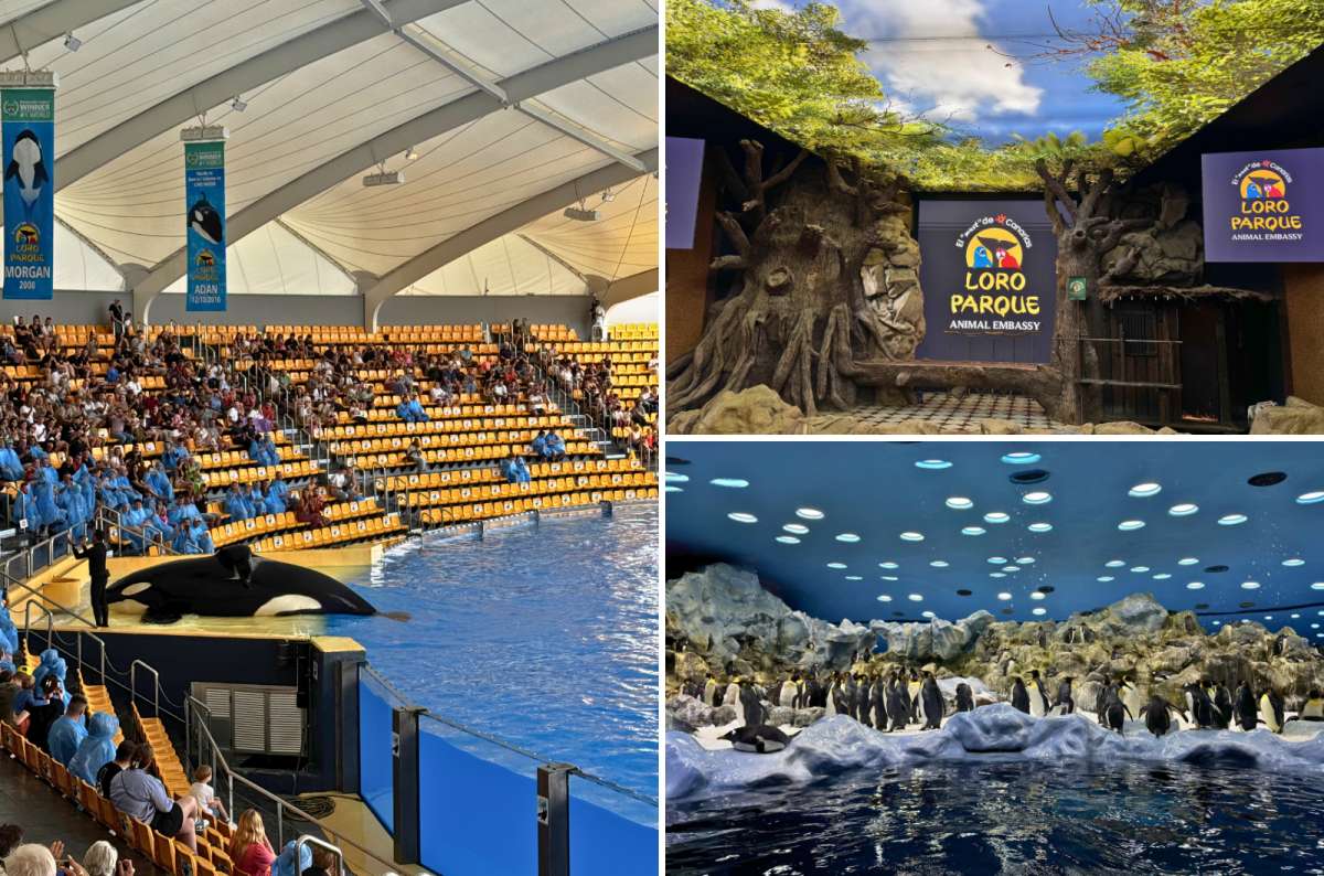 Loro Parque with orca show and penguin exhibit in Puerto de la Cruz, Tenerife, Spain photo by Next Level of Travel