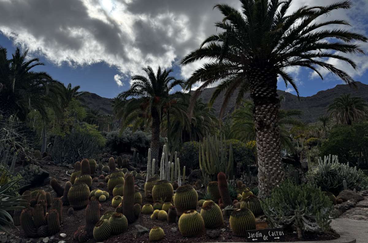 a photo from Cactualdea showing the various kinds of cacti, Gran Canaria, Canary Islands, photo by Next Level of Travel
