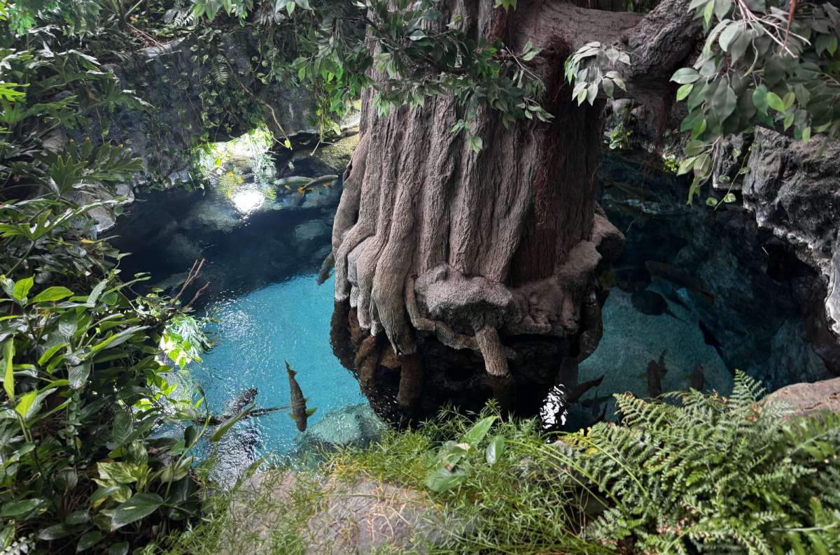 a photo from Poema del Mar showing a pond surrounded by trees and greens, Gran Canaria, Canary Islands, photo by Next Level of Travel