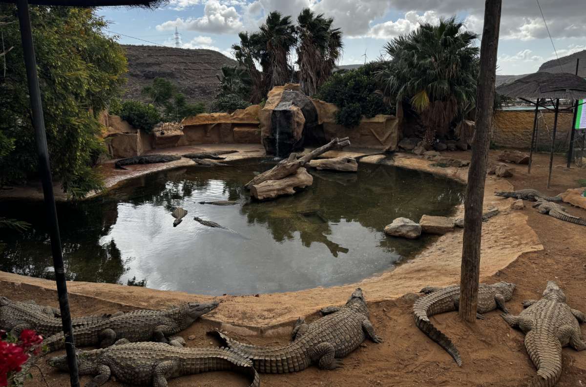 a photo from the Cocodrilo Park showing a group of crocodiles hanging around their pond, Gran Canaria, Canary Islands, photo by Next Level of Travel