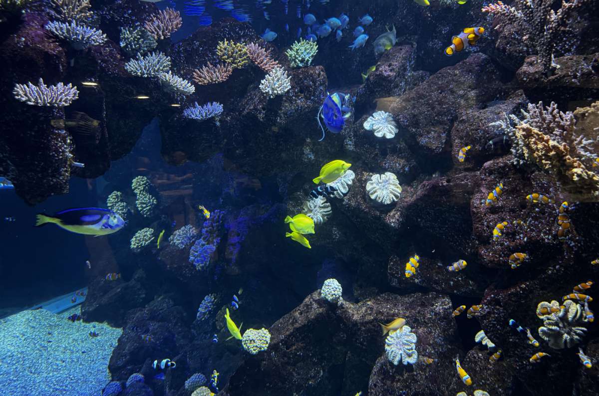 a photo from the inside of Poema del Mar, showing all the colorful fish and corals, Gran Canaria, Canary Islands, photo by Next Level of Travel
