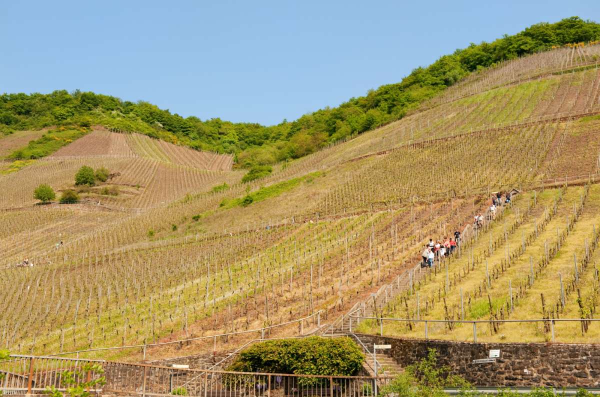 a photo of the vineyard with a guided tour walking through, Moselle Valley, Germany