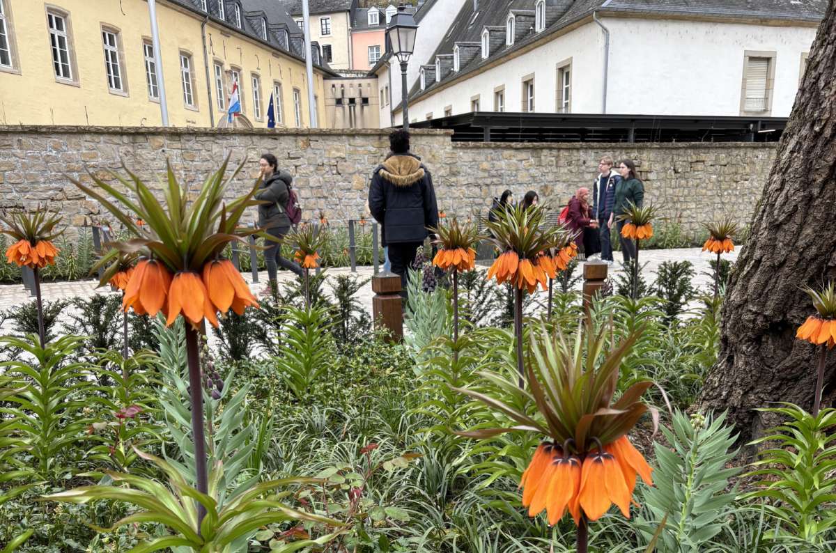 Bright orange crown-imperial spring flowers in a city garden, Luxembourg City, Luxembourg, photo by Next Level of Travel