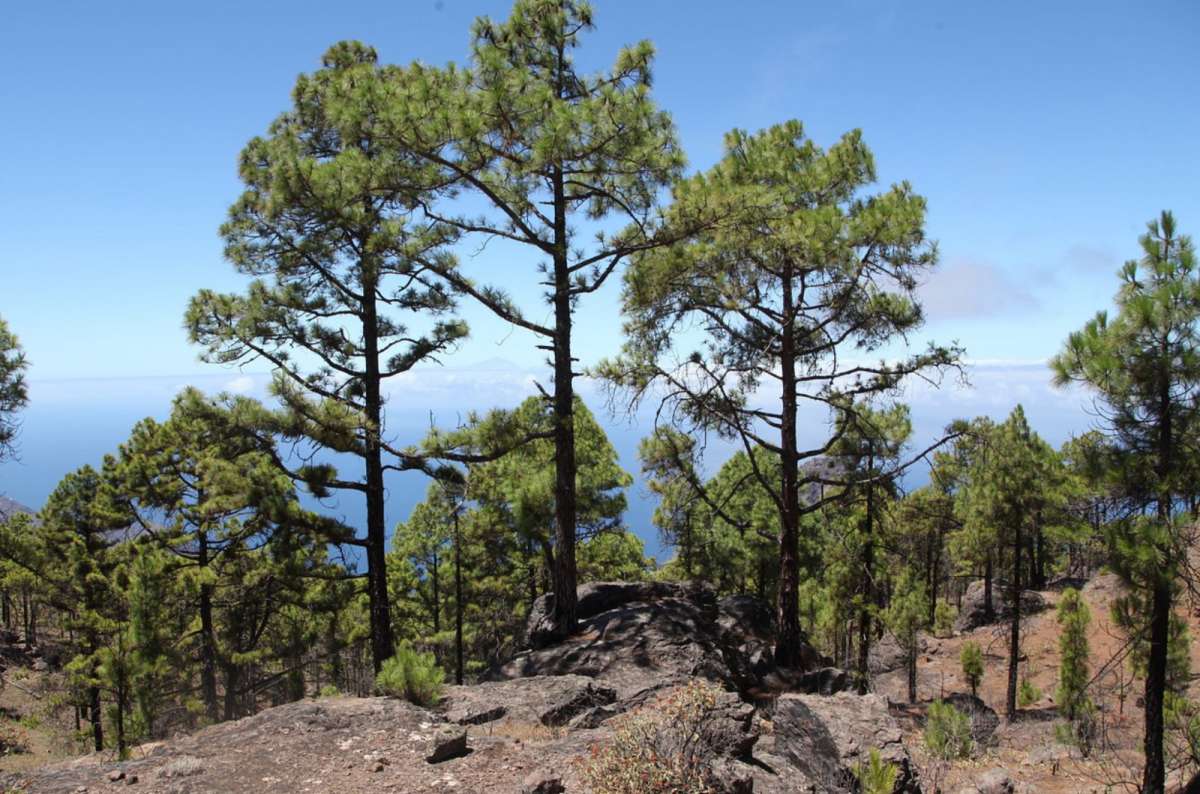 a Canary pine forest opening to a view of the Atlantic Ocean and the distant silhouette of Tenerife in Tamadaba Natural Park, Gran Canaria, Canary Islands