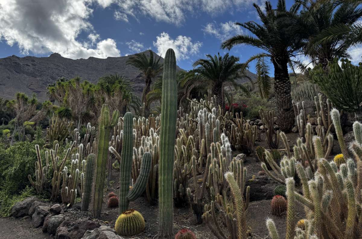 a dense collection of enormous cacti and palm trees at the Cactualdea cactus garden in western Gran Canaria, Canary Islands, photo by Next Level of Travel