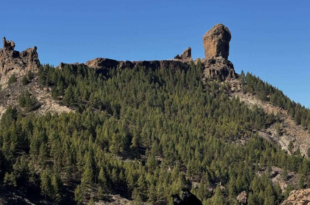 the Roque Nublo volcanic monolith seen from a distance through Canary pine forest, Gran Canaria, Canary Islands, photo by Next Level of Travel
