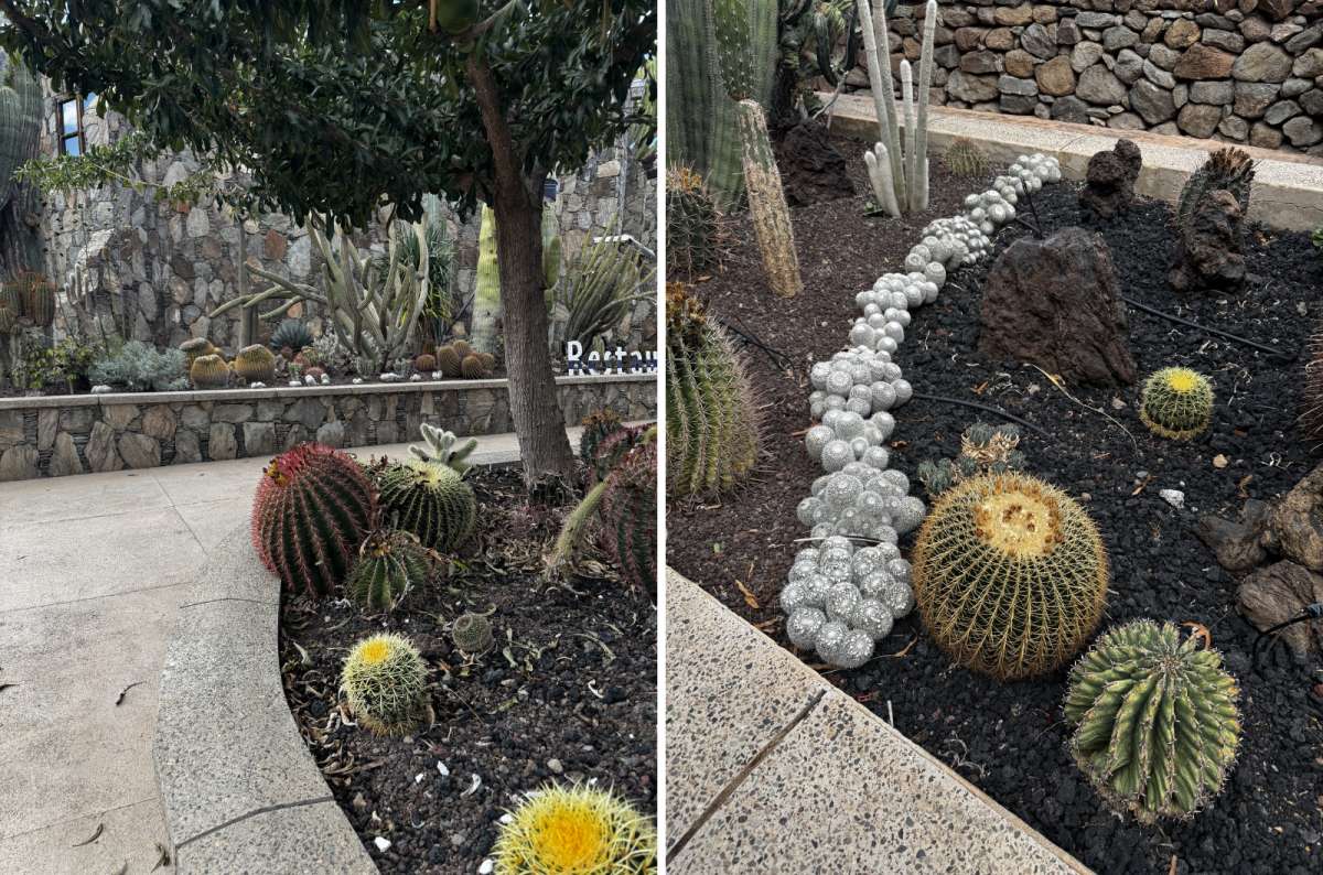 Cactus gardens and volcanic landscaping at Cactualdea Park, Gran Canaria, Spain, photo by Next Level of Travel