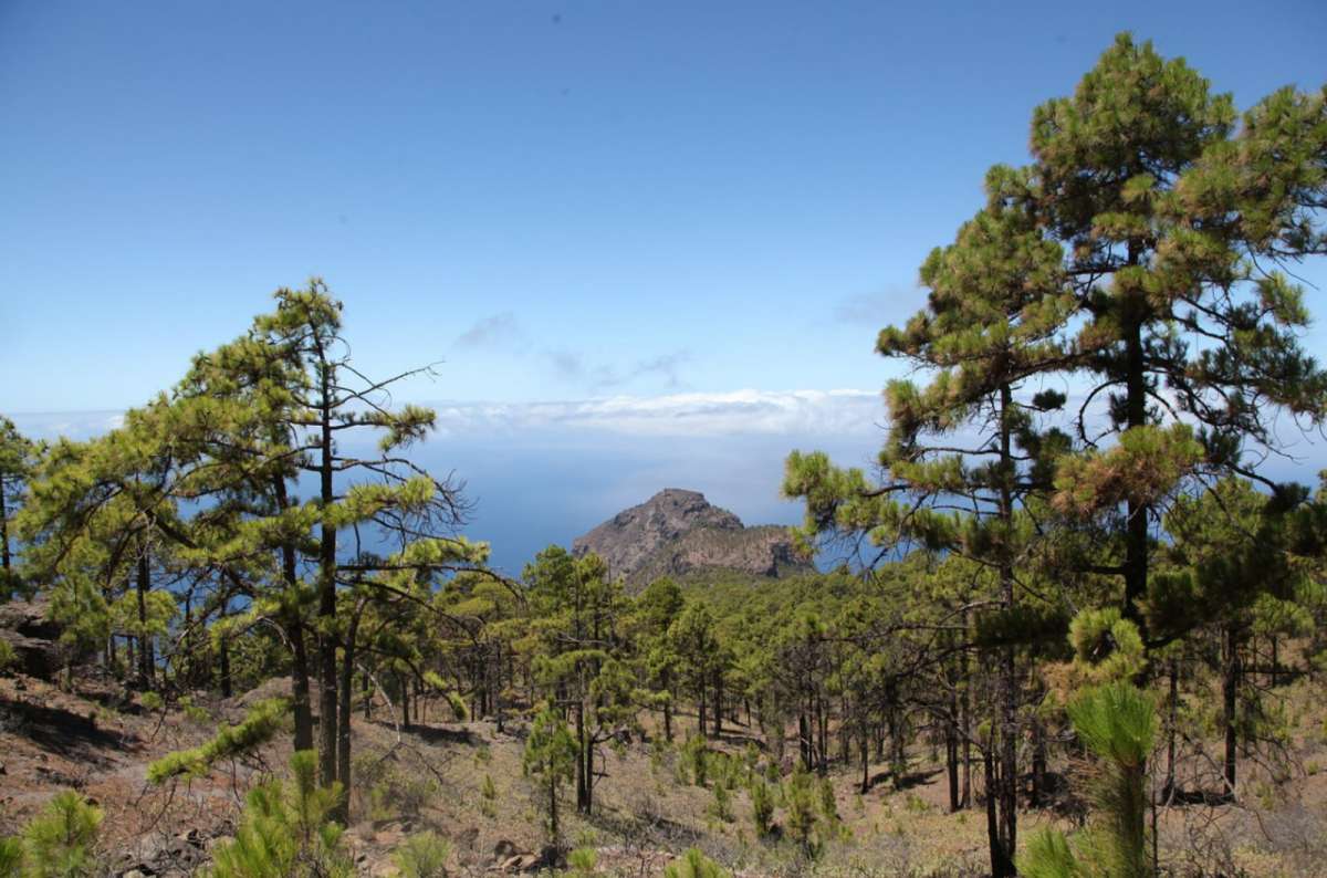 Pine forest view in Tamadaba Natural Park, Gran Canaria, Spain