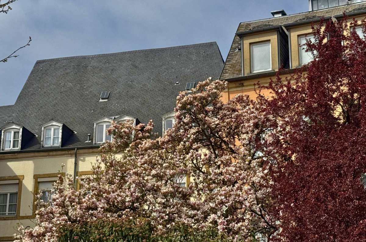 a photo of magnolia blossom in front of old town buildings, Luxembourg City, photo by Next Level of Travel
