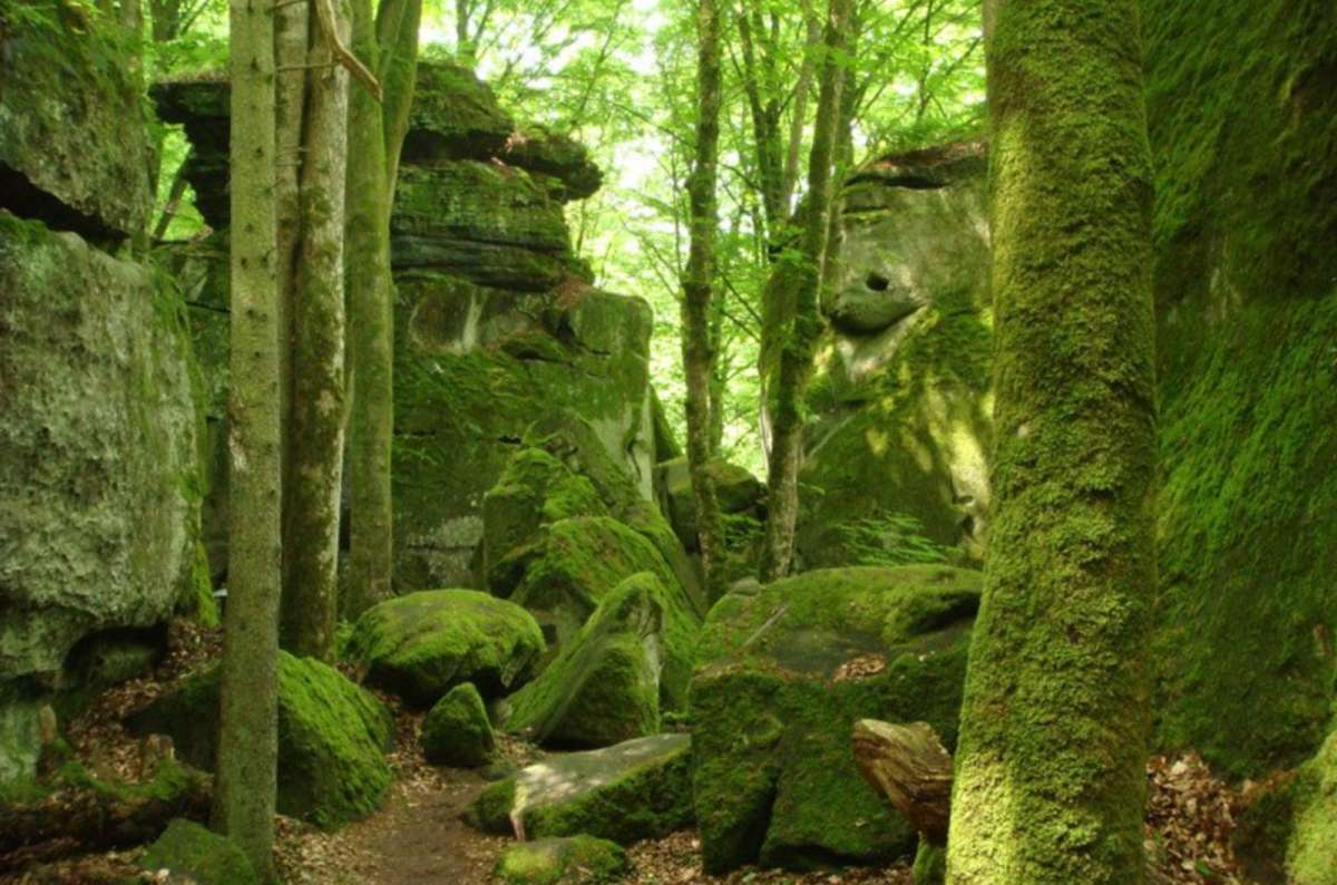 a photo of moss-covered sandstone rock formations and tall beech trunks along a forest trail, Mullerthal, Luxembourg