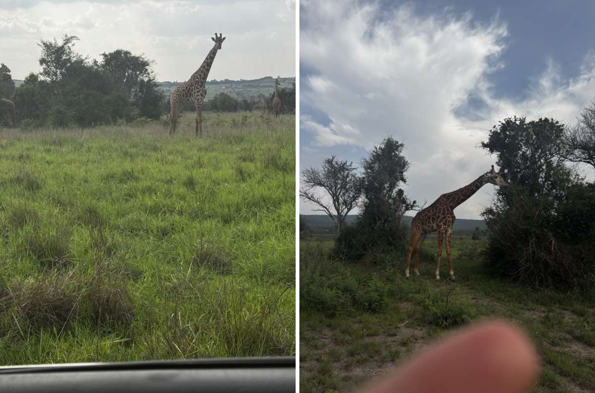 a diptych photo of a giraffe standing in tall Akagera grass, two frames side by side, Akagera National Park, Rwanda, photo by Next Level of Travel