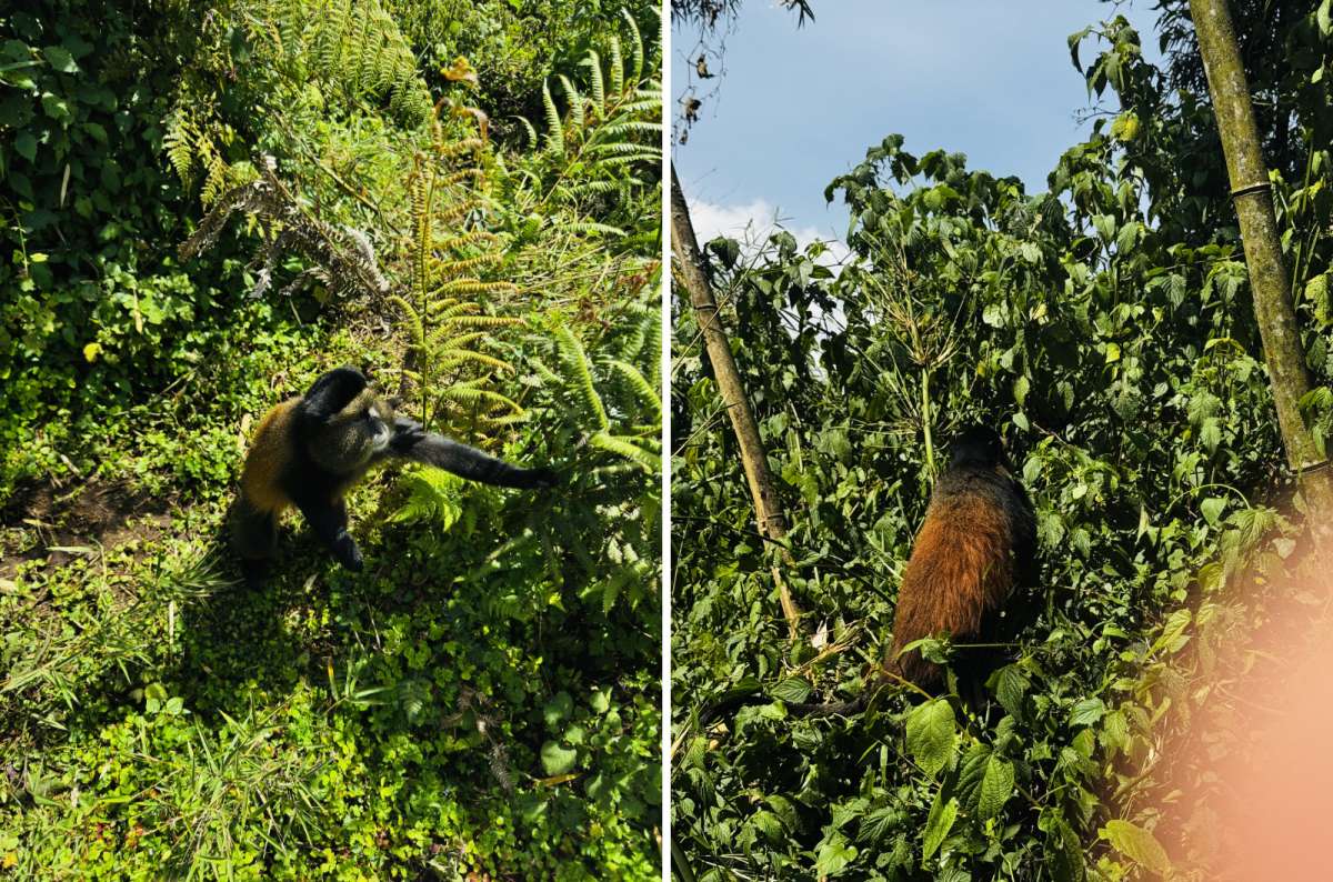 a diptych photo of a golden monkey climbing bamboo on the left and a golden monkey feeding on the right, Volcanoes National Park, Rwanda, photo by Next Level of Travel 