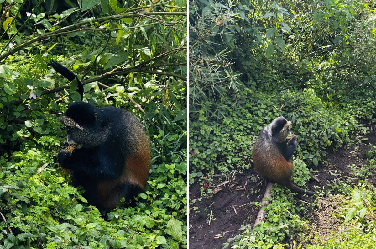 a diptych photo of a golden monkey on the forest floor on the left and a golden monkey among the vegetation on the right, Volcanoes National Park, Rwanda, photo by Next Level of Travel 