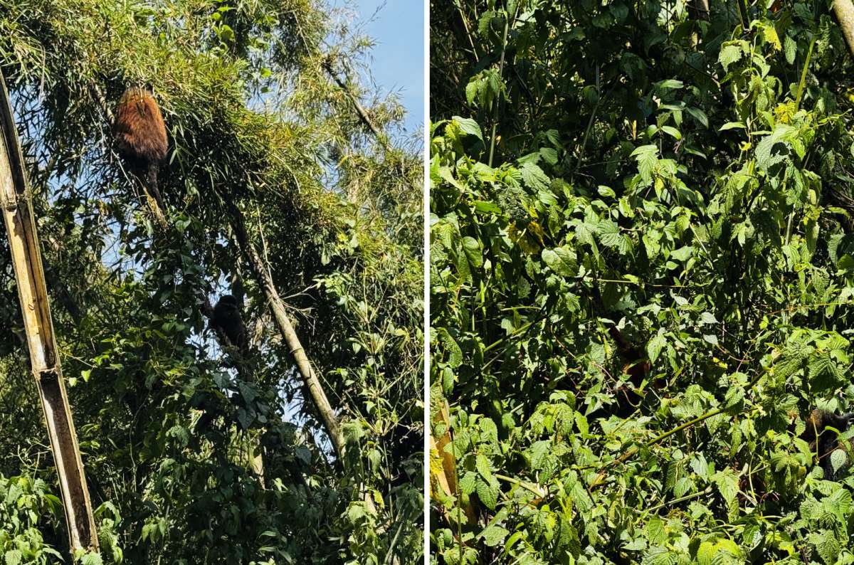 a diptych photo of a golden monkey perched high in the bamboo, two frames side by side, Volcanoes National Park, Rwanda, photo by Next Level of Travel 