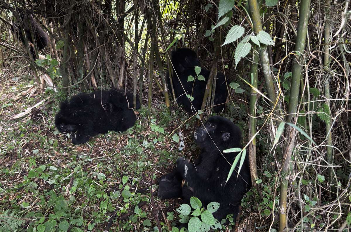 a diptych photo of a gorilla family among the bamboo on the left and a silverback with his group on the right, Volcanoes National Park, Rwanda, photo by Next Level of Travel