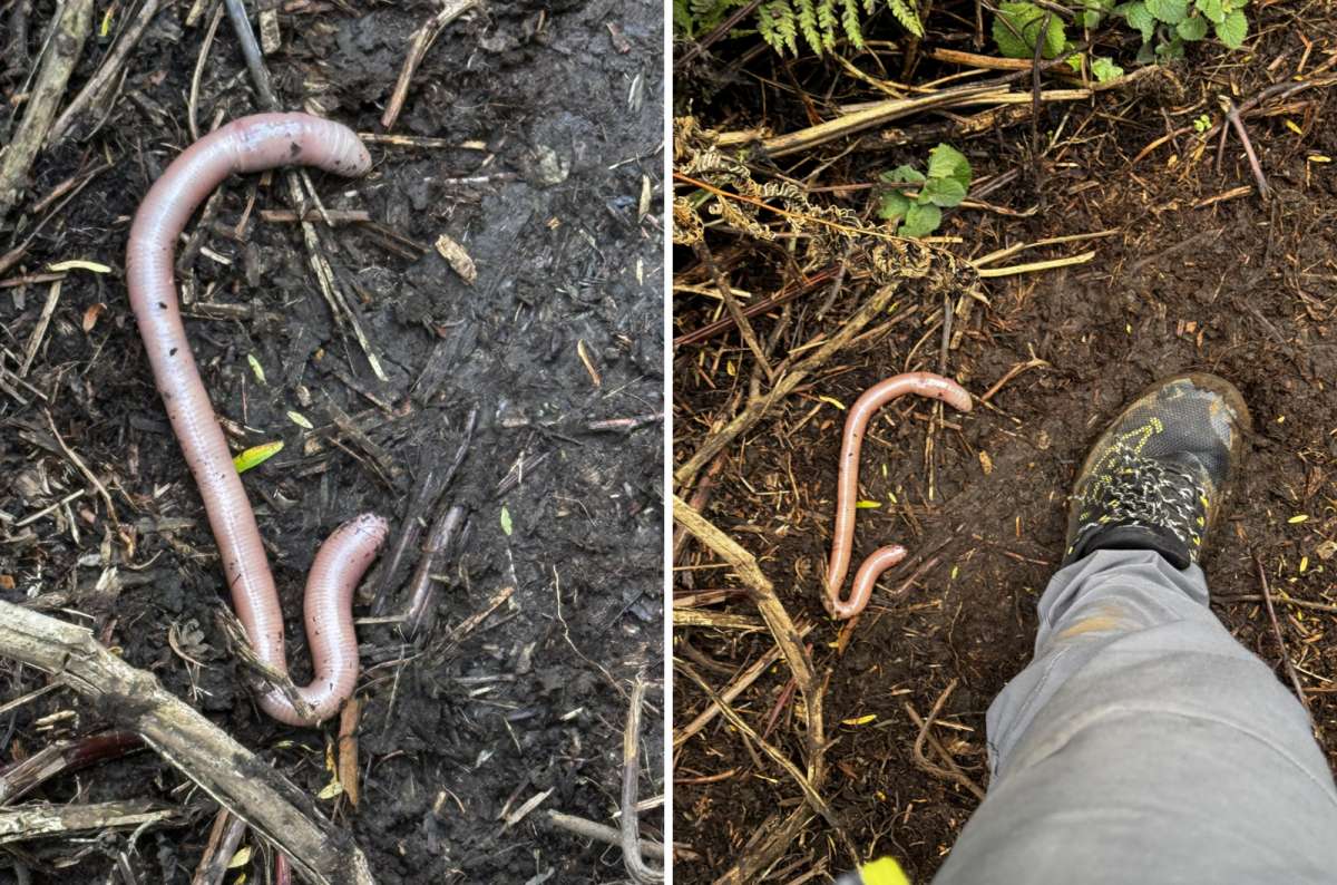 a diptych photo of a large earthworm on the dark trail on the left and muddy hiking boots on the right, Mount Bisoke, Volcanoes National Park, Rwanda, photo by Next Level of Travel