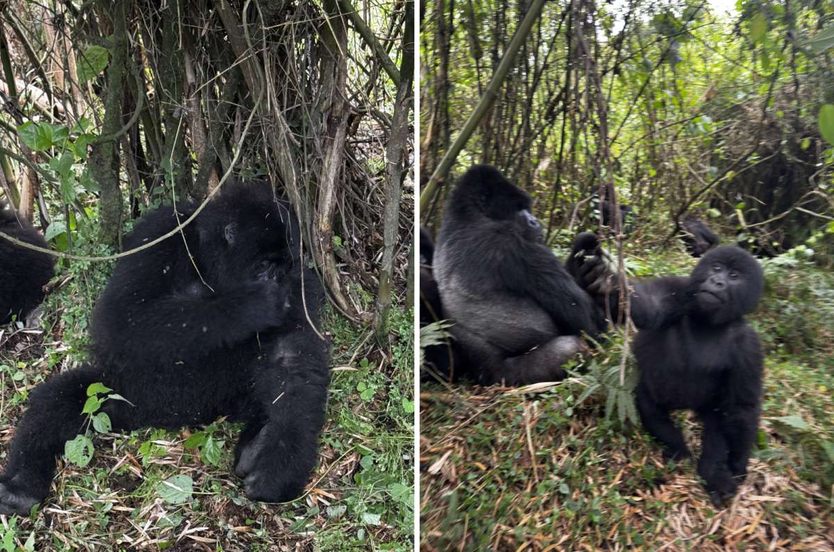 a diptych photo of a silverback gorilla feeding on the left and a gorilla resting in the greenery on the right, Volcanoes National Park, Rwanda, photo by Next Level of Travel 
