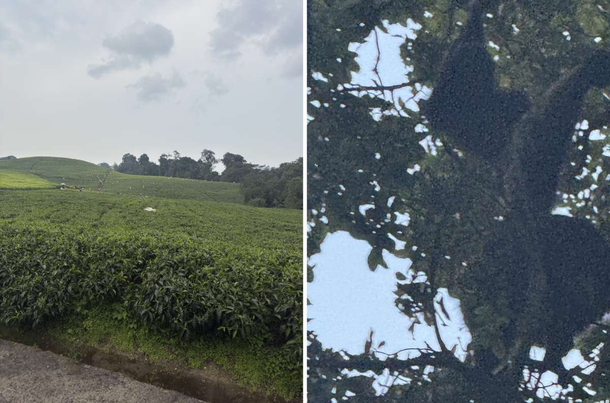 a diptych photo of a tea plantation at the forest edge on the left and a monkey high in the canopy on the right, Nyungwe National Park, Rwanda, photo by Next Level of Travel 
