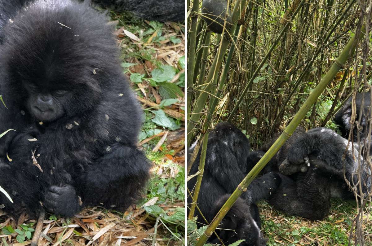a diptych photo of a young gorilla in the undergrowth on the left and a silverback with an infant on the right, Volcanoes National Park, Rwanda, photo by Next Level of Travel