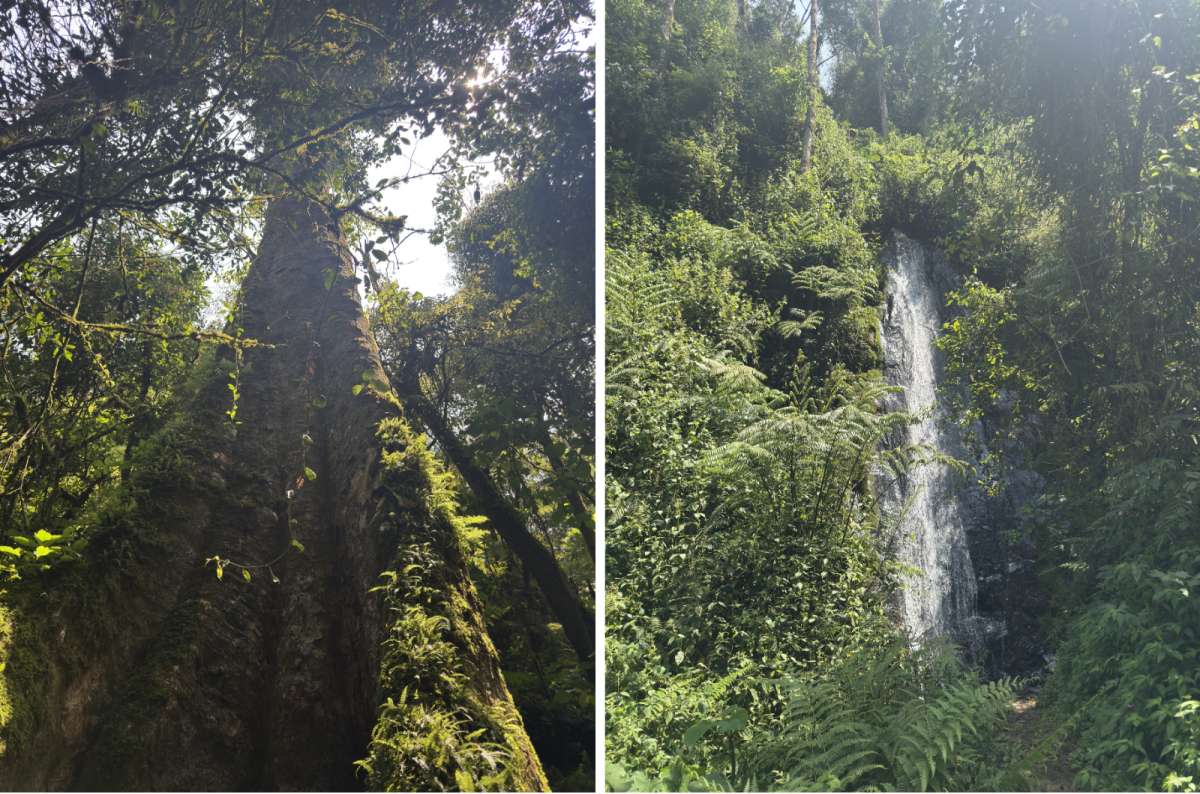 a diptych photo of towering rainforest trees on the left and a forest waterfall on the right, Nyungwe National Park, Rwanda, photo by Next Level of Travel