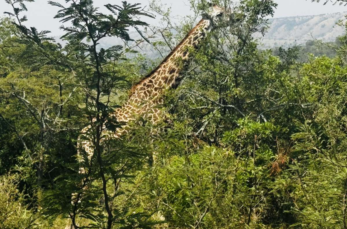 a photo of a giraffe browsing among acacia trees, Akagera National Park, Rwanda, photo by Next Level of Travel