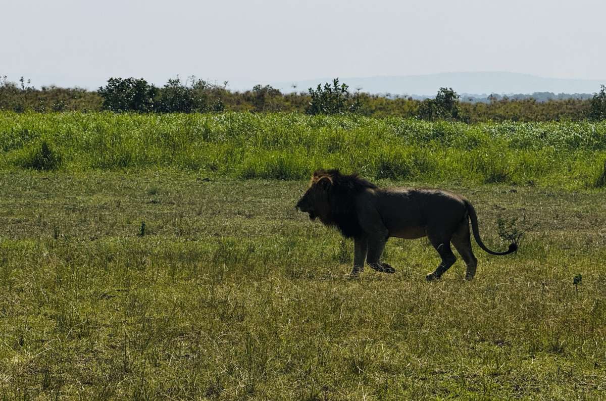 a photo of a male lion walking through open green savanna, Akagera National Park, Rwanda, photo by Next Level of Travel 