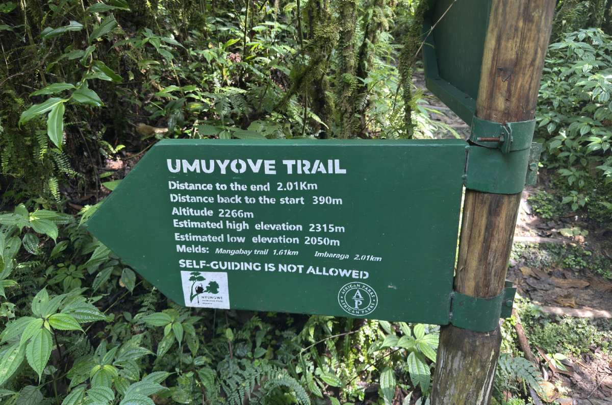 a photo of the misty rainforest canopy of Nyungwe seen from a trail, Nyungwe National Park, Rwanda, photo by Next Level of Travel 