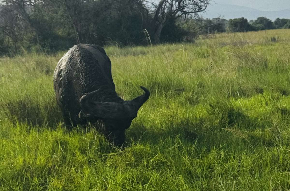 photo of a cape buffalo grazing in the grassland on the right, Akagera National Park, Rwanda, photo by Next Level of Travel