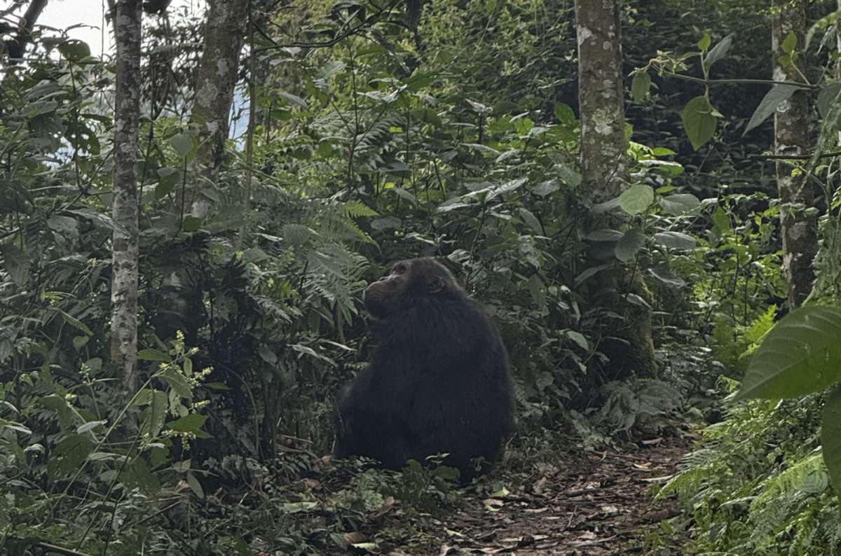 photo of a chimpanzee in the forest undergrowth, Nyungwe National Park, Rwanda, photo by Next Level of Travel