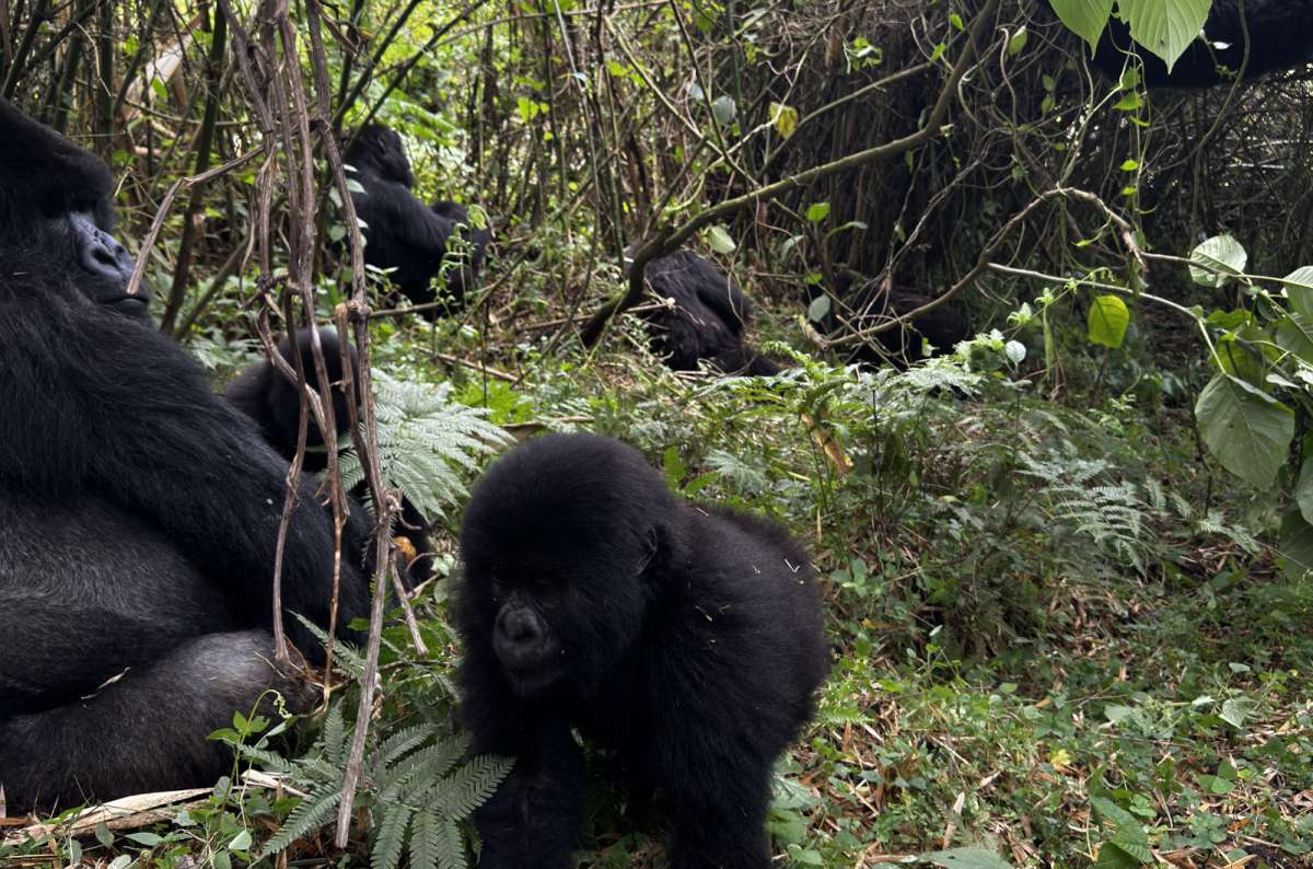 photo of a mother gorilla with a baby on the left and a silverback feeding on the right, Volcanoes National Park, Rwanda, photo by Next Level of Travel 