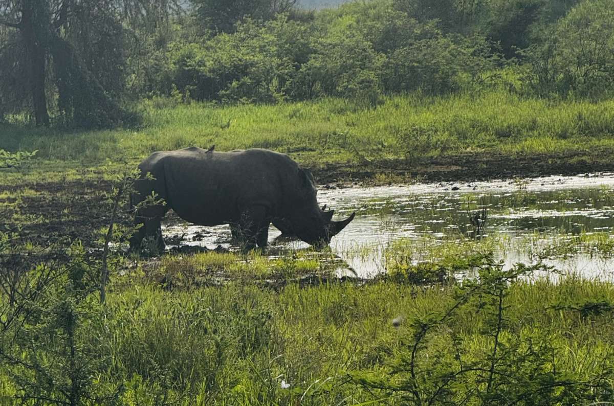 photo of a white rhino grazing at a wetland edgeAkagera National Park, Rwanda, photo by Next Level of Travel 