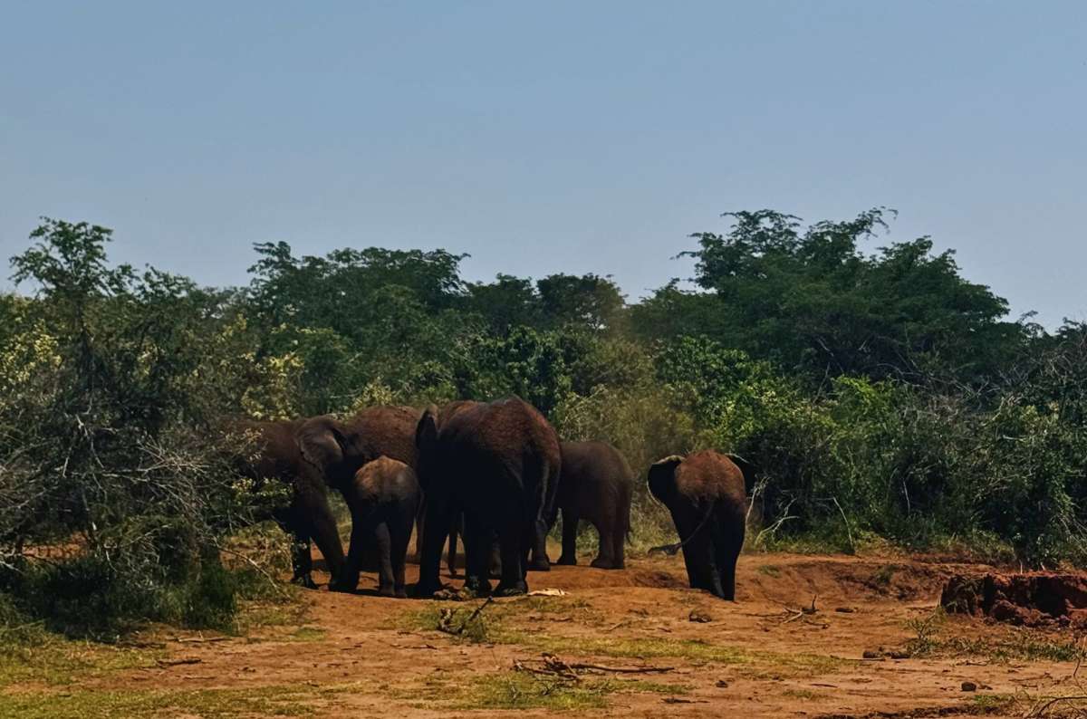 photo of an elephant herd at a waterholeon the dusty clearing on the right, Akagera National Park, Rwanda, photo by Next Level of Travel