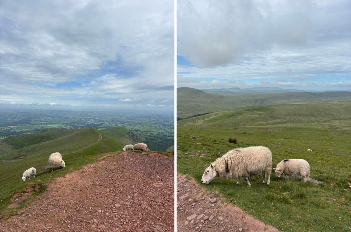 photo of sheep along a trail with valley views, Wales, photo by Next Level of Travel