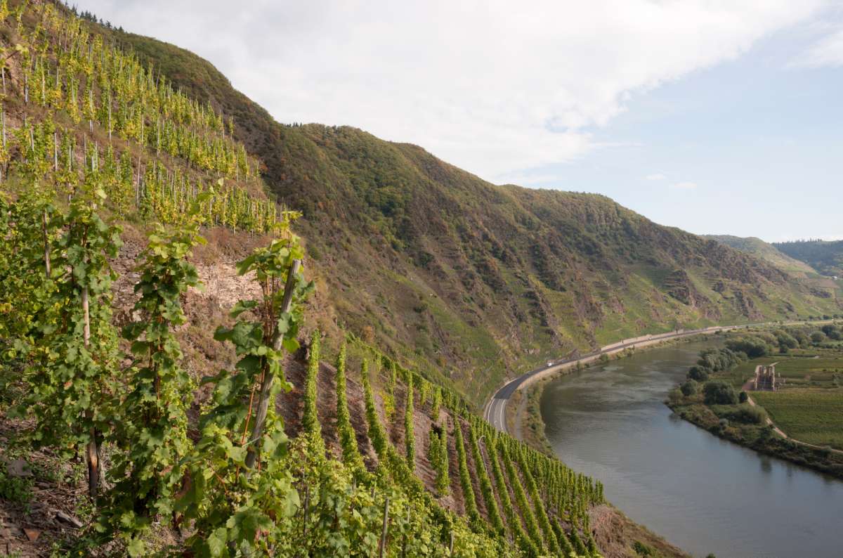 Terraced vineyards on a steep slope above a sweeping bend in the Moselle River, Moselle Valley, Luxembourg, photo by Next Level of Travel