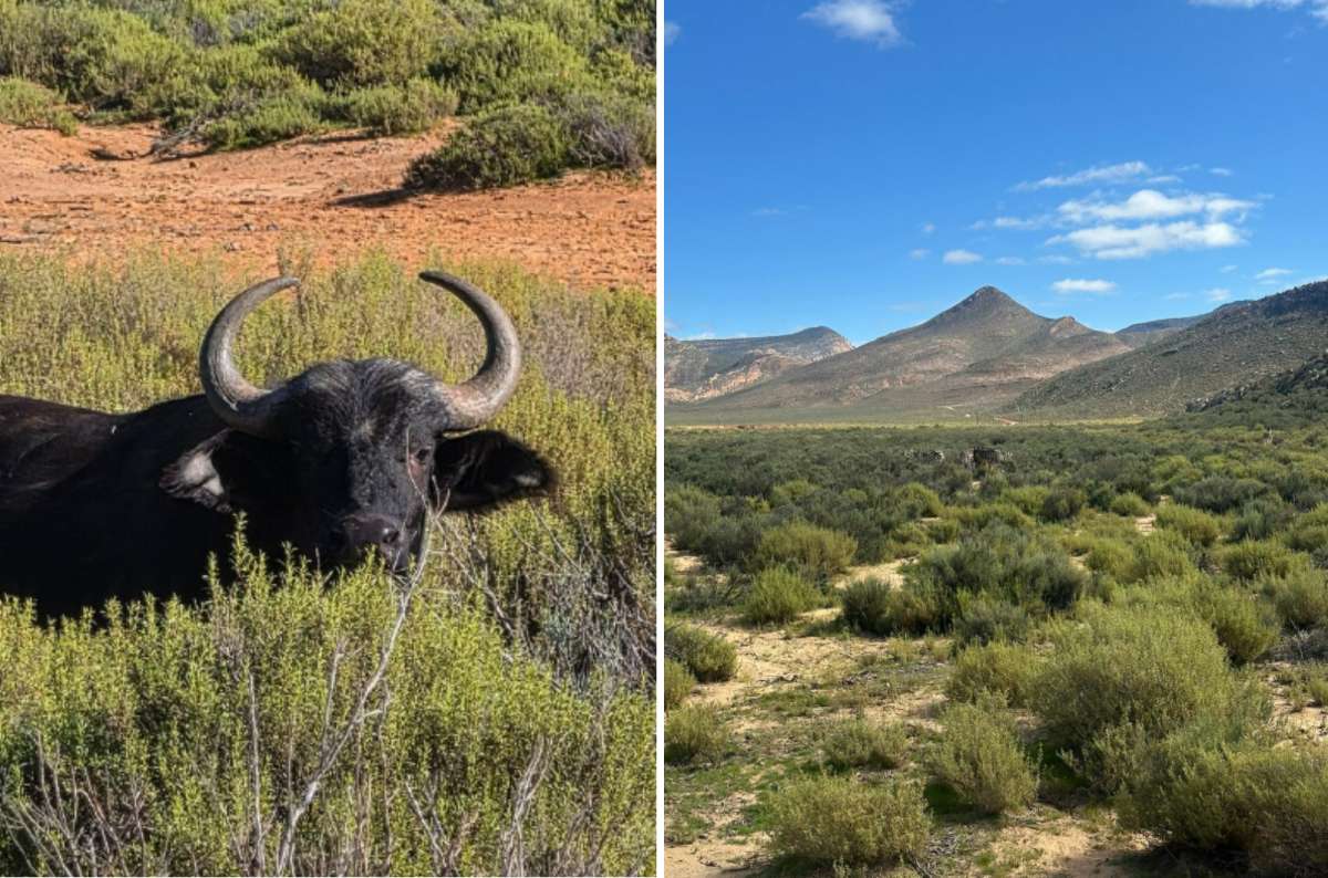 African buffalo and safari landscape at Aquila Private Game Reserve near Cape Town, South Africa