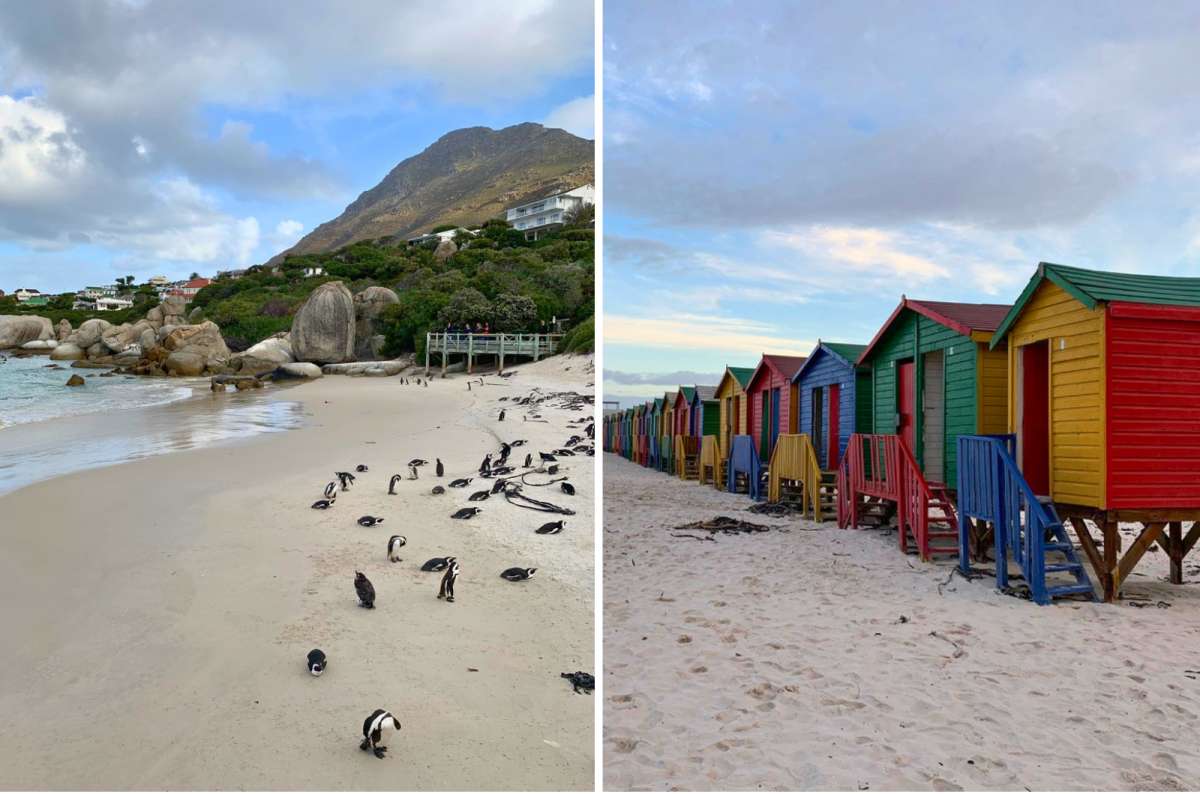 African penguins at Boulders Beach and colorful beach huts at Muizenberg Beach, Cape Town, South Africa, photo by Next Level of Travel